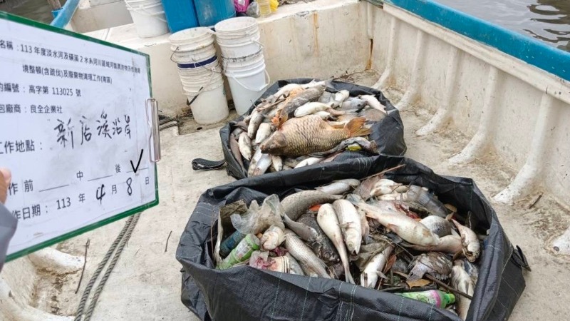 雙北清理14.03公噸死魚　專家初步判定缺氧死亡
