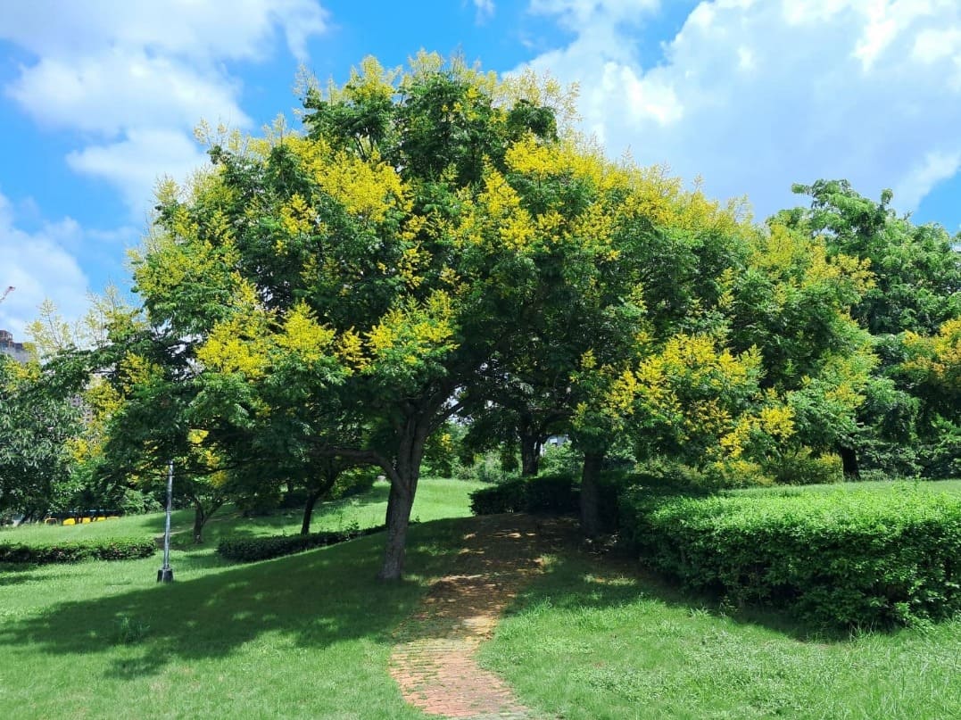 秋季限定美景　台灣欒樹變裝秀為城市添彩