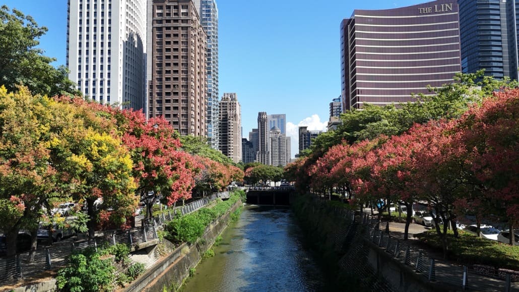 台中秋日限時美景　台灣欒樹換上金黃橘紅秋裝