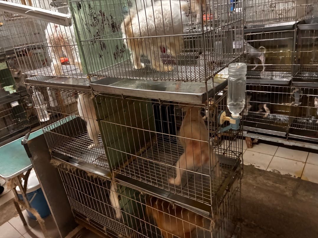 新北動保處嚴查寵物店飼養環境 籠具不符規定開罰4萬元 新北動保處嚴查寵物店飼養環境 籠具不符規定開罰4萬元