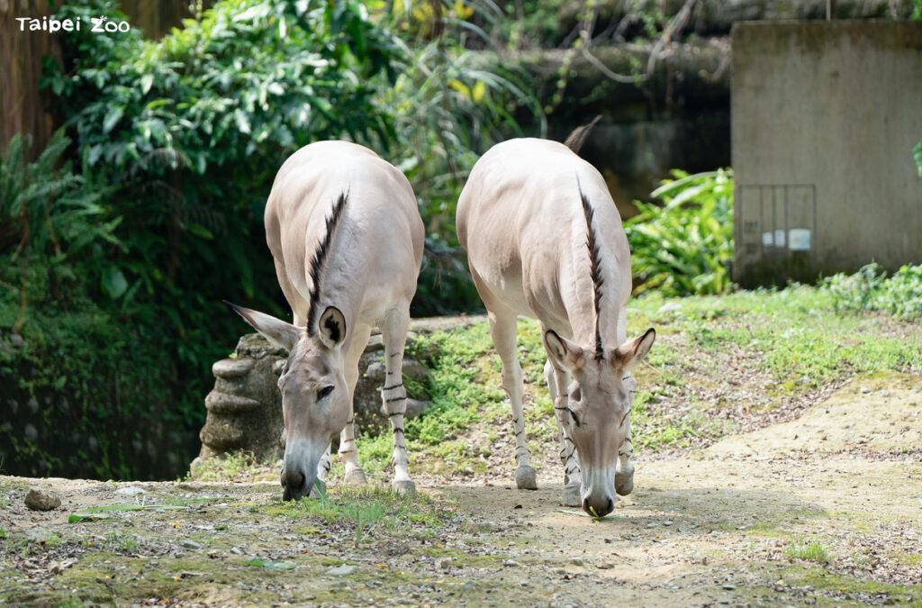 馬科家族保母講古 非洲野驢需要關注 馬科家族保母講古 非洲野驢需要關注