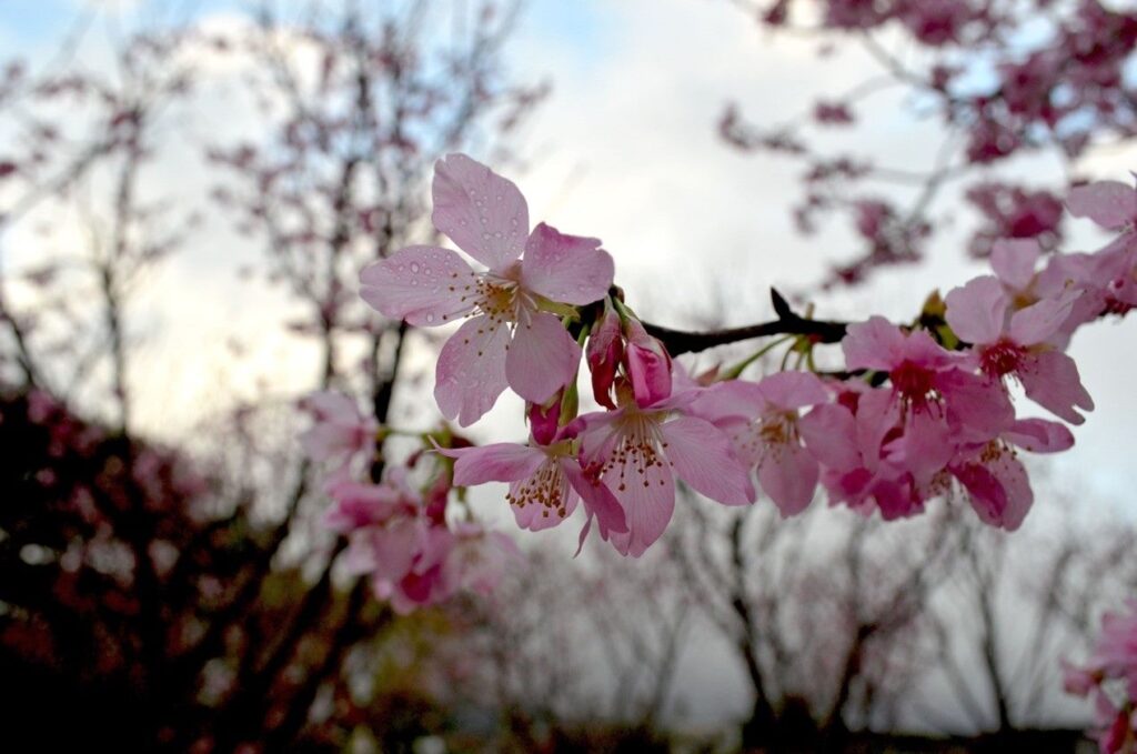 山林賞花搶鮮報! 陽明山花季2/5開幕  藝術走入花海  自然、永續照見春日生活風景