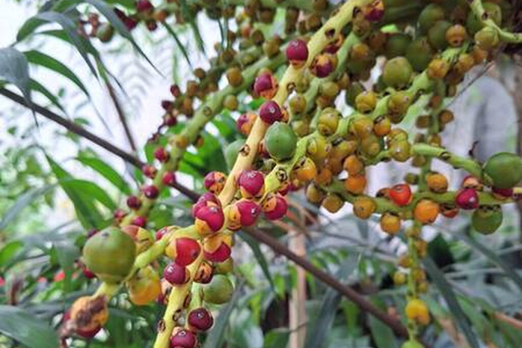 山棕賀春 臺北典藏植物園等你來尋寶