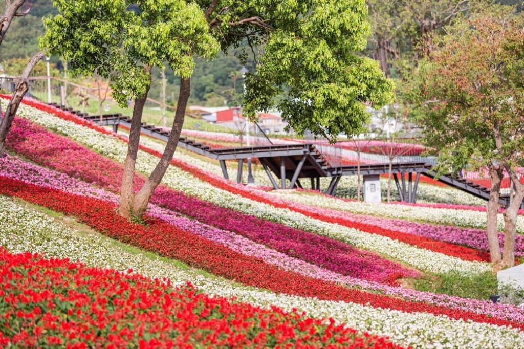 2026走春秘境！三層崎花海 繽紛迎新年