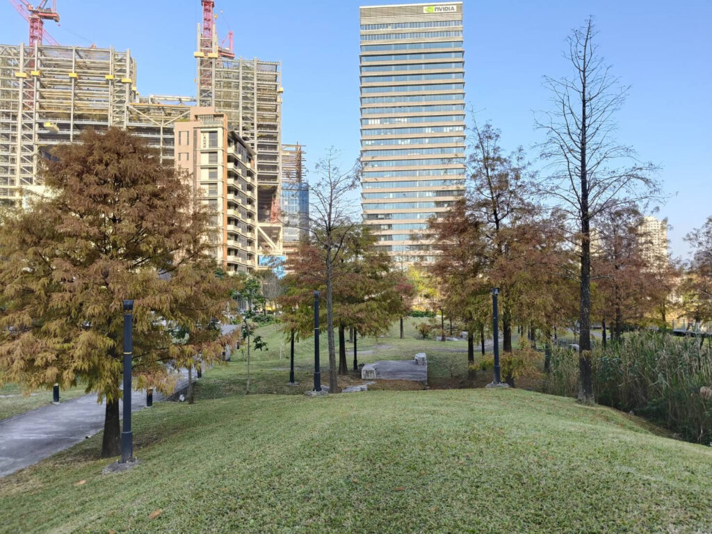 踏青走這裡 新新公園落羽松金燦燦迎新年