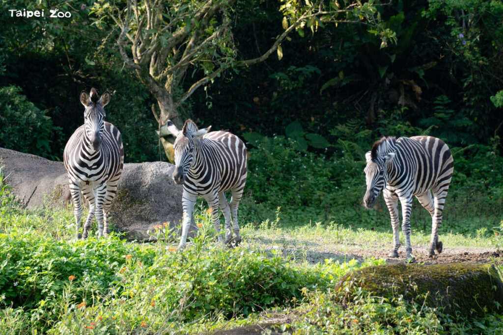 1月31日國際斑馬日 到動物園當「識『圖』老馬」 1月31日國際斑馬日 到動物園當「識『圖』老馬」
