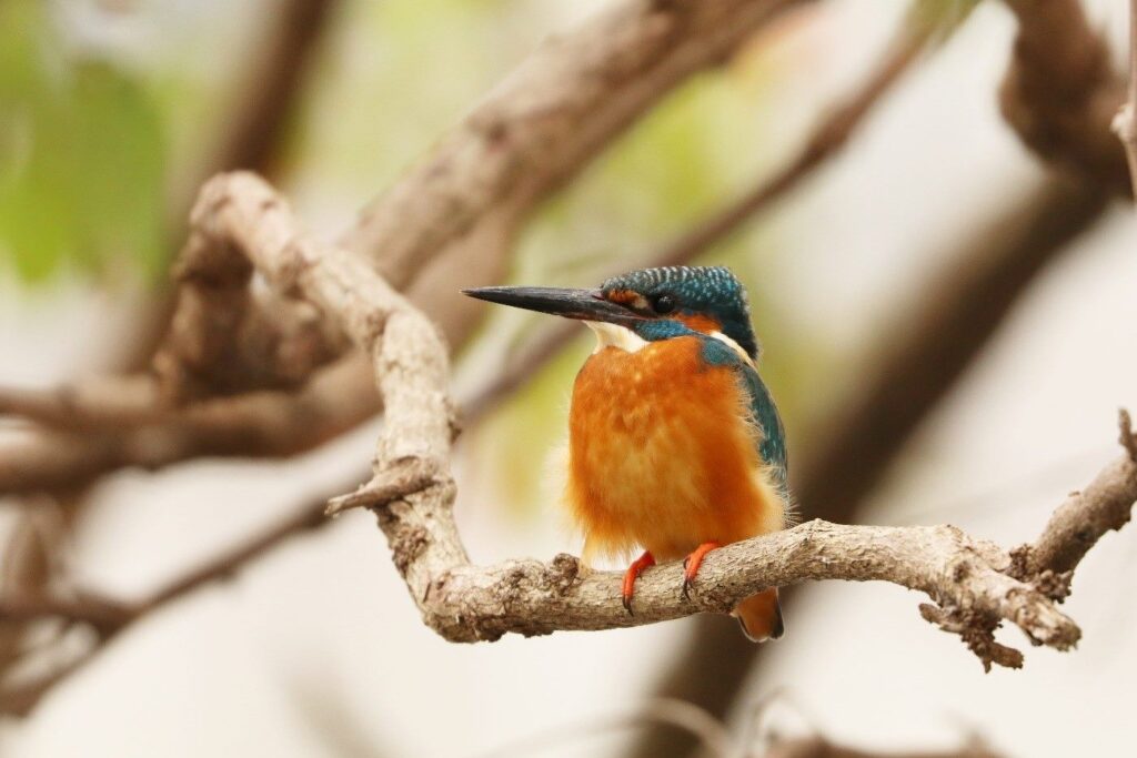 策馬迎春親溪行　走春踏青入山林