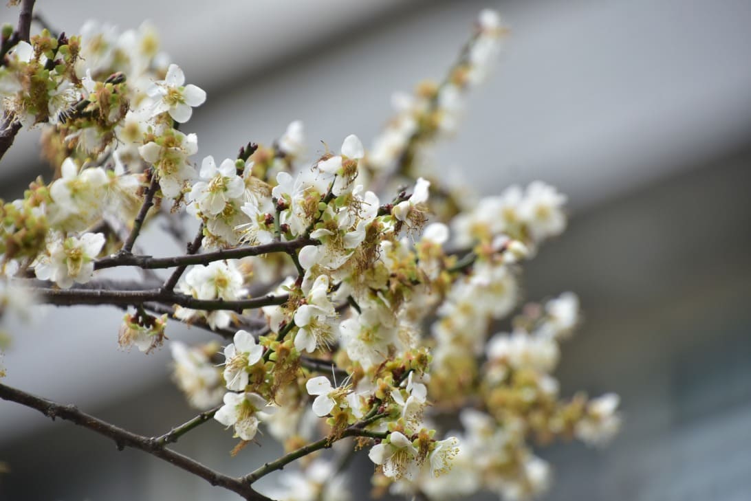 不用進山也能賞梅　中市梅川河岸梅花盛開成市區風景
