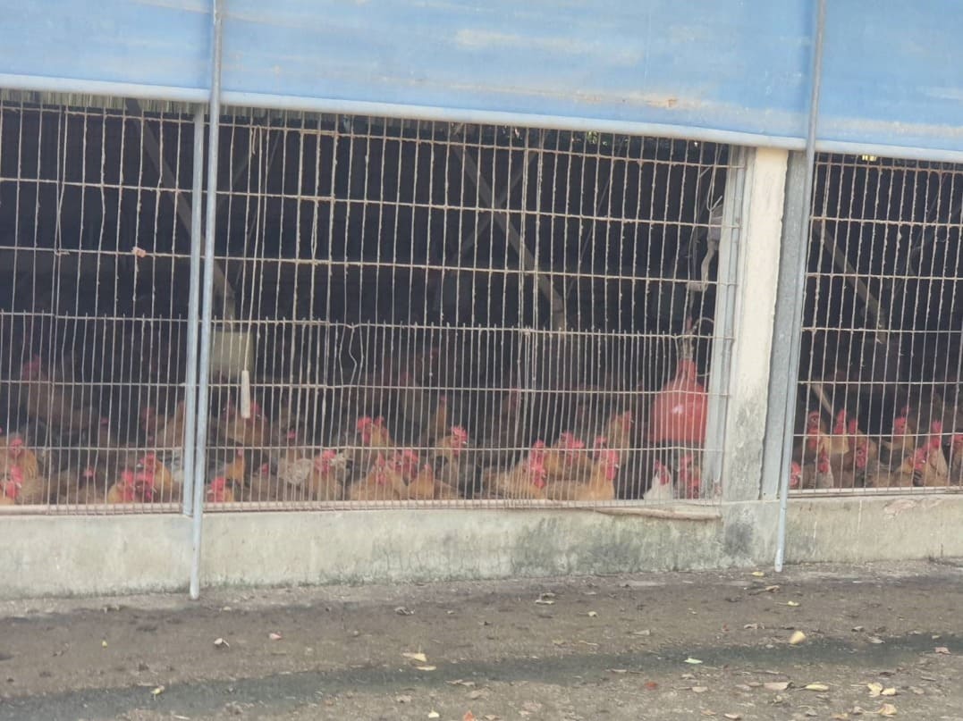 禽流感高風險季節　新北加強禽場及屠宰場查核