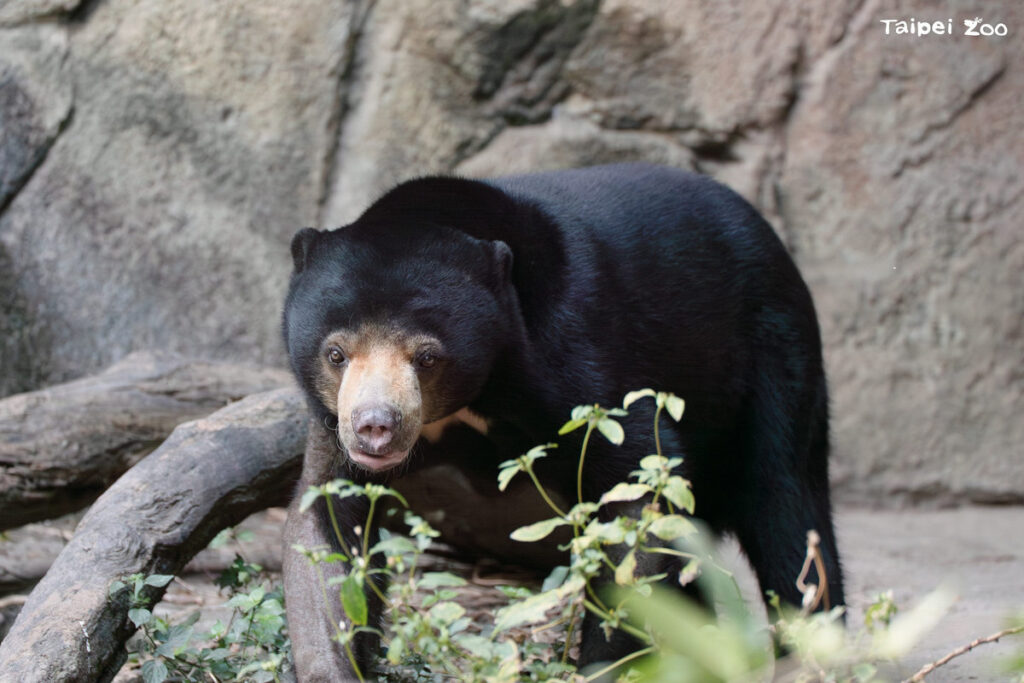 馬來熊將啟程旅日 抓緊時間來雨林區拜訪 馬來熊將啟程旅日 抓緊時間來雨林區拜訪
