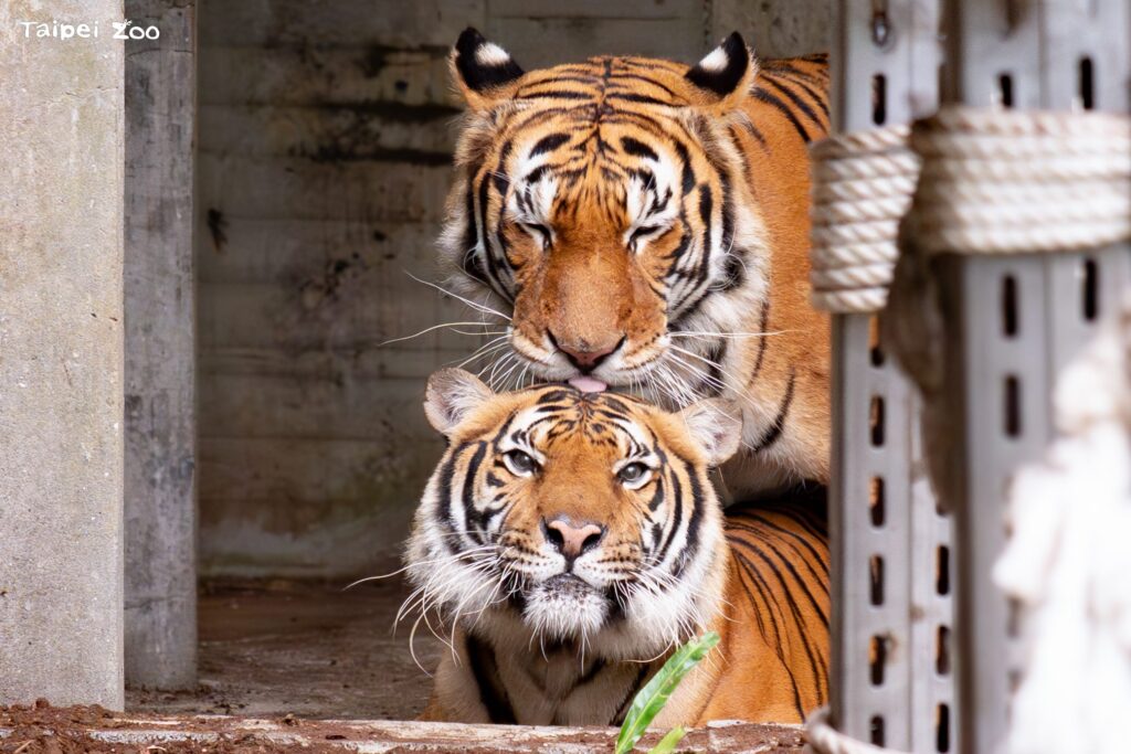 期間限定的溫柔 馬來虎配對努力中 期間限定的溫柔 馬來虎配對努力中