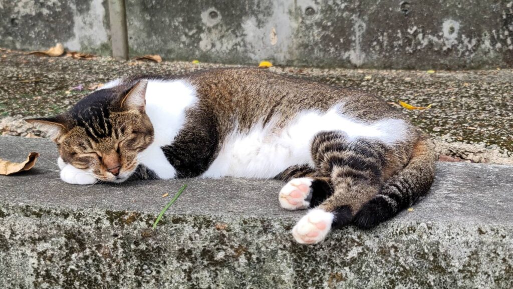 苗栗縣動物收容所醫療照護 改善生病浪貓生活品質