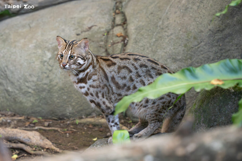 響應全球「Reverse the Red」臺北市立動物園攜手臺灣動物園及水族館聯盟 啟動「翻轉瀕危・臺灣行動」