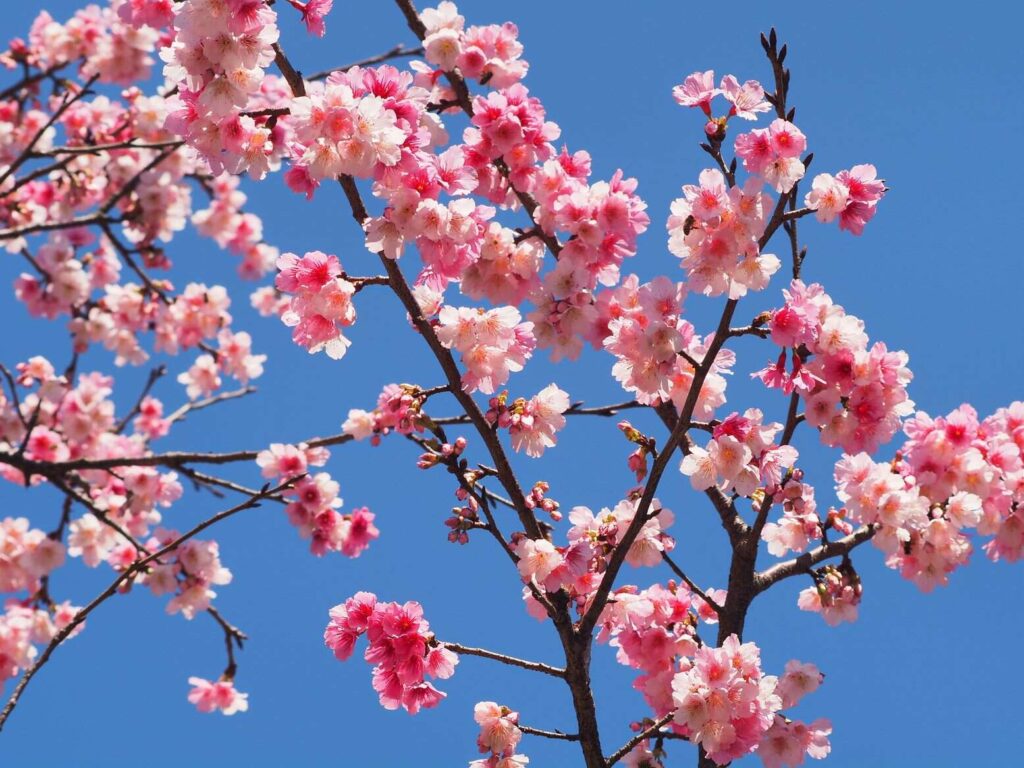 魯冰花海圓滿落幕 指南櫻花接續綻放！