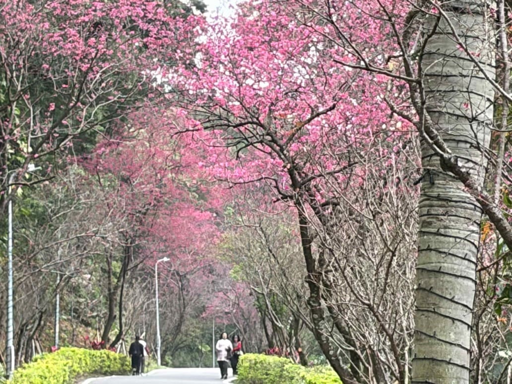 漫遊淡水三芝櫻花步道　走進農再社區品嚐在地風味