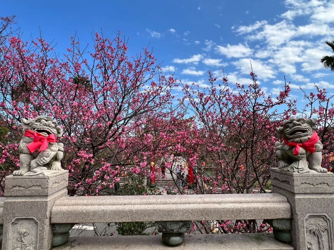 林口竹林山寺櫻花盛開　春日賞花兼祈福好去處