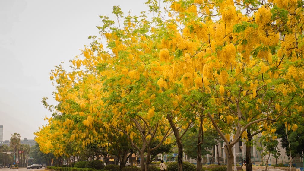 賞花不迷路　台中賞花地圖網羅85處浪漫景點