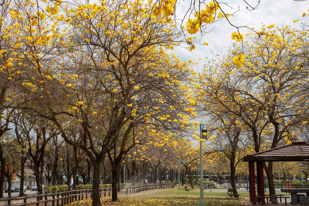 中市黃花風鈴木盛開　多處公園道路湧現金色花海