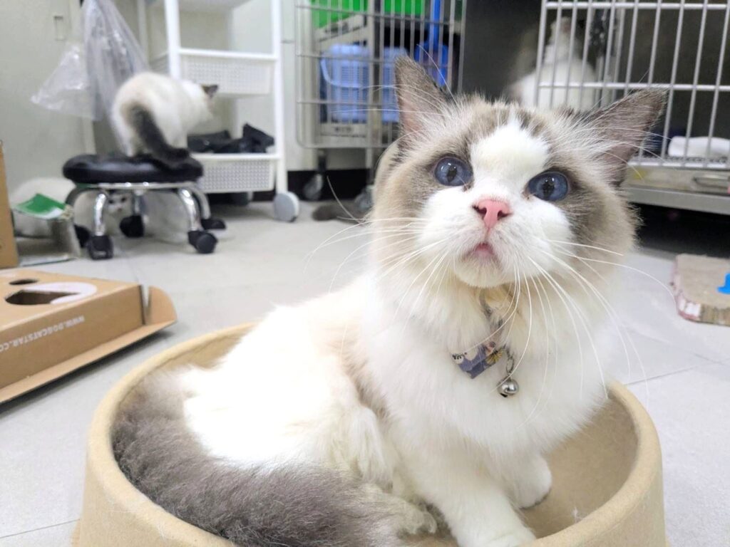 「布想長大-偶想回家」 竹縣動保所3月18日為8隻布偶貓找新家