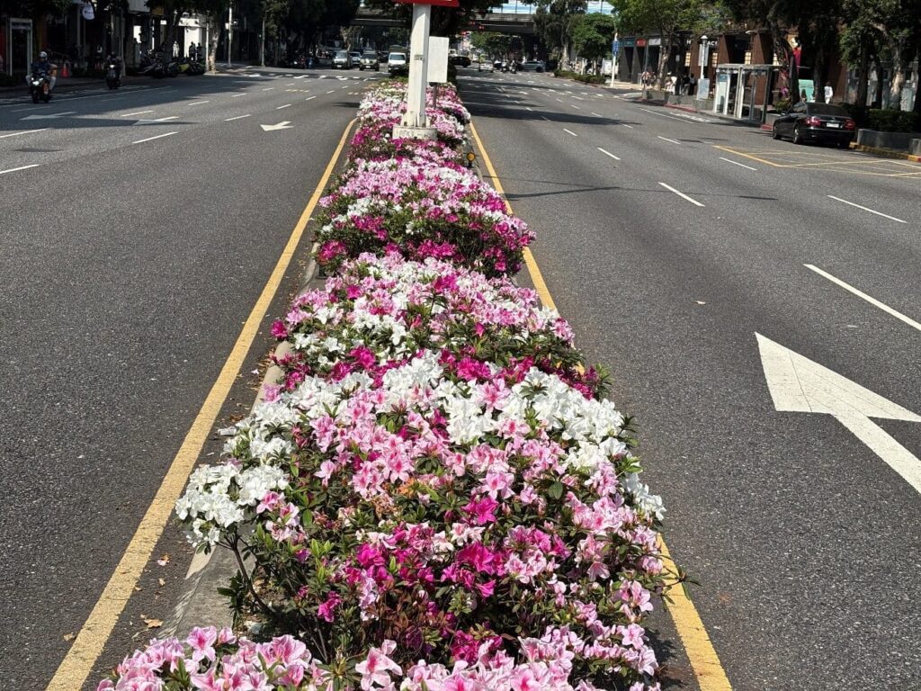 轉角遇見春天　杜鵑花海盛放臺北街道
