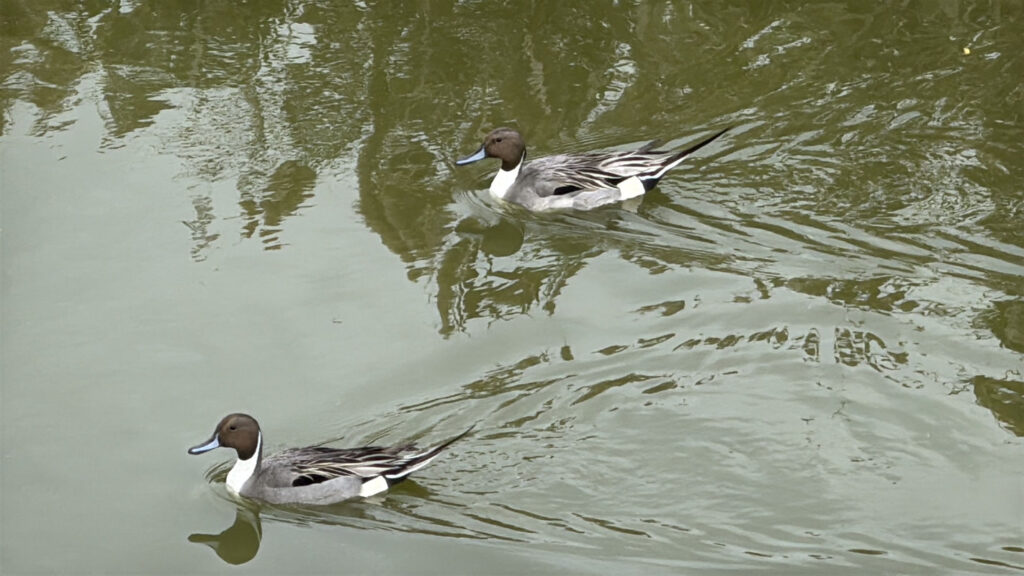 水上倒立秀 茄萣濕地最萌屁股天團「尖尾鴨」羽你相遇！