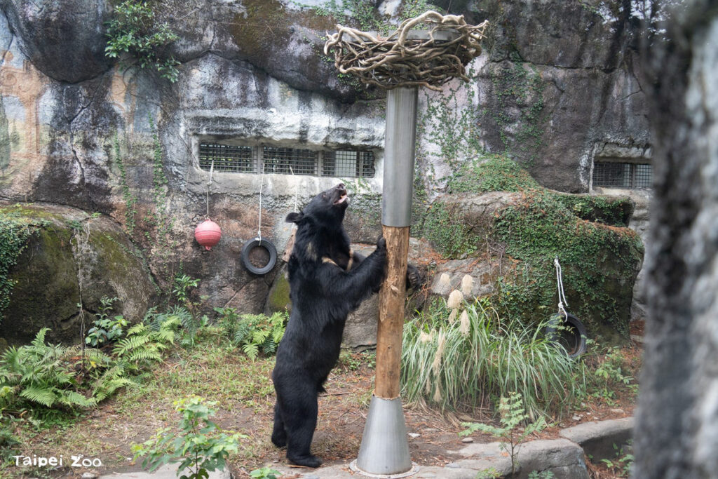 兒童節遊動物園 探索動物行為豐富化設施