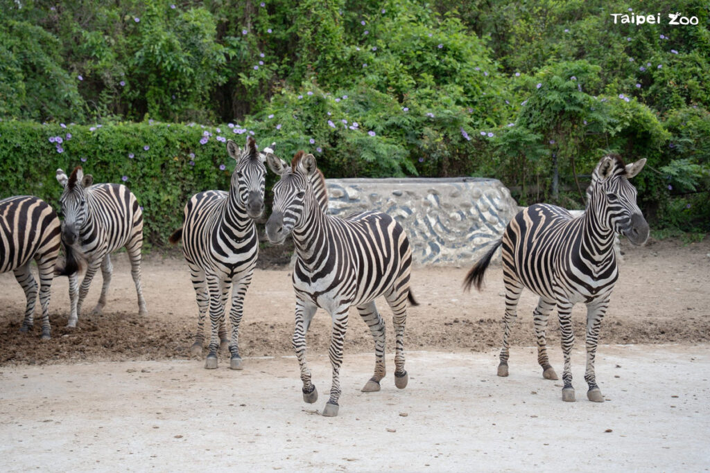 馬年搬馬　頑皮世界查普曼斑馬報到