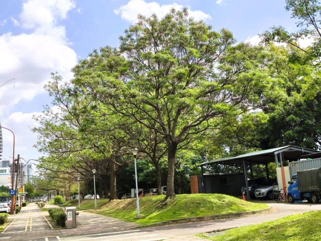 紫色微醺3月天！500株苦楝內湖堤頂開派對