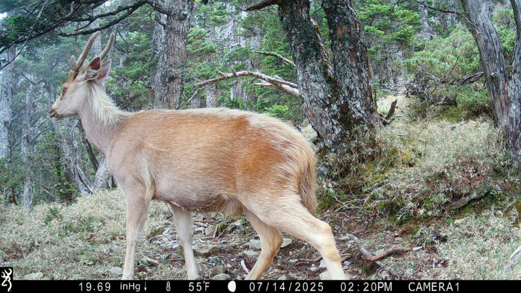 誰在深夜的玉山園區漫步?揭開國家公園生物多樣性的神秘面紗