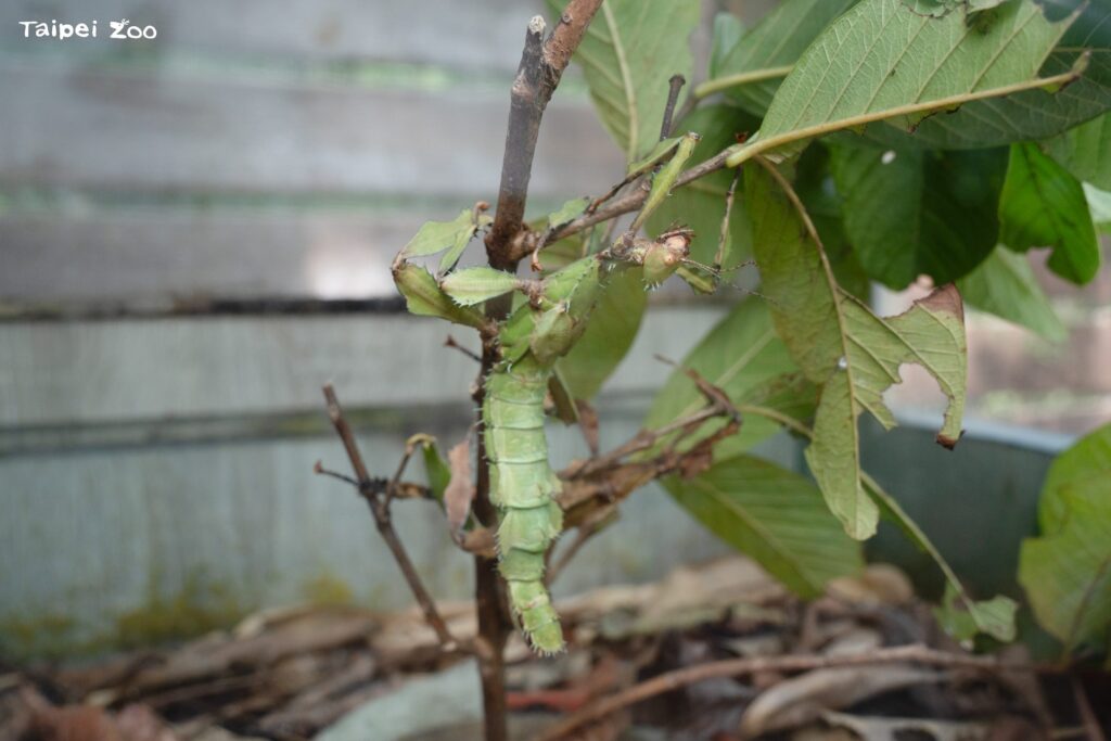 偽裝擬態、尖刺防衛 竹節蟲保命本領大公開