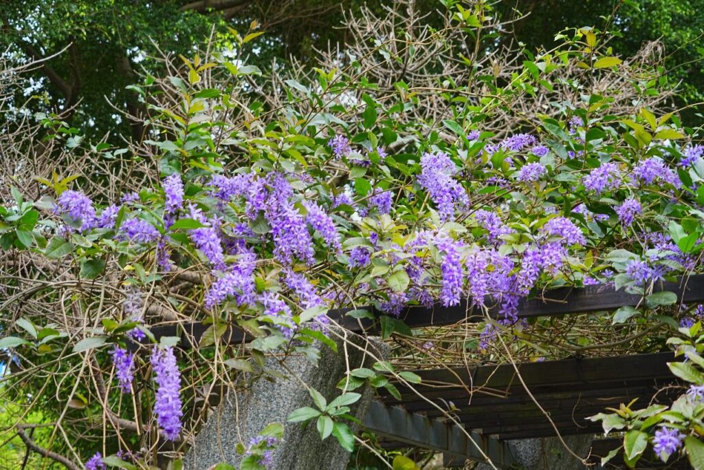 漫步紫瀑花廊下　大安森林公園錫葉藤盛開