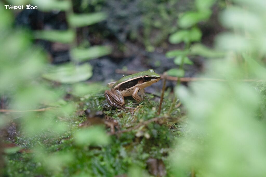 世界青蛙日 重返野地守護臺北赤蛙水陸棲地