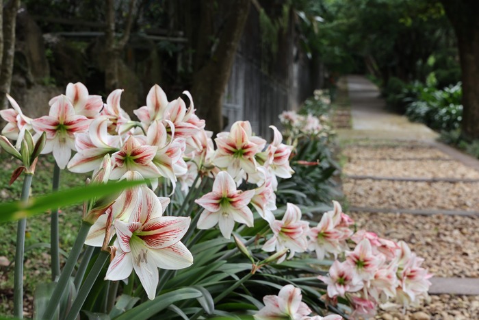 為春天注入顏色 臺北花卉中心群芳復甦 為春天注入顏色 臺北花卉中心群芳復甦