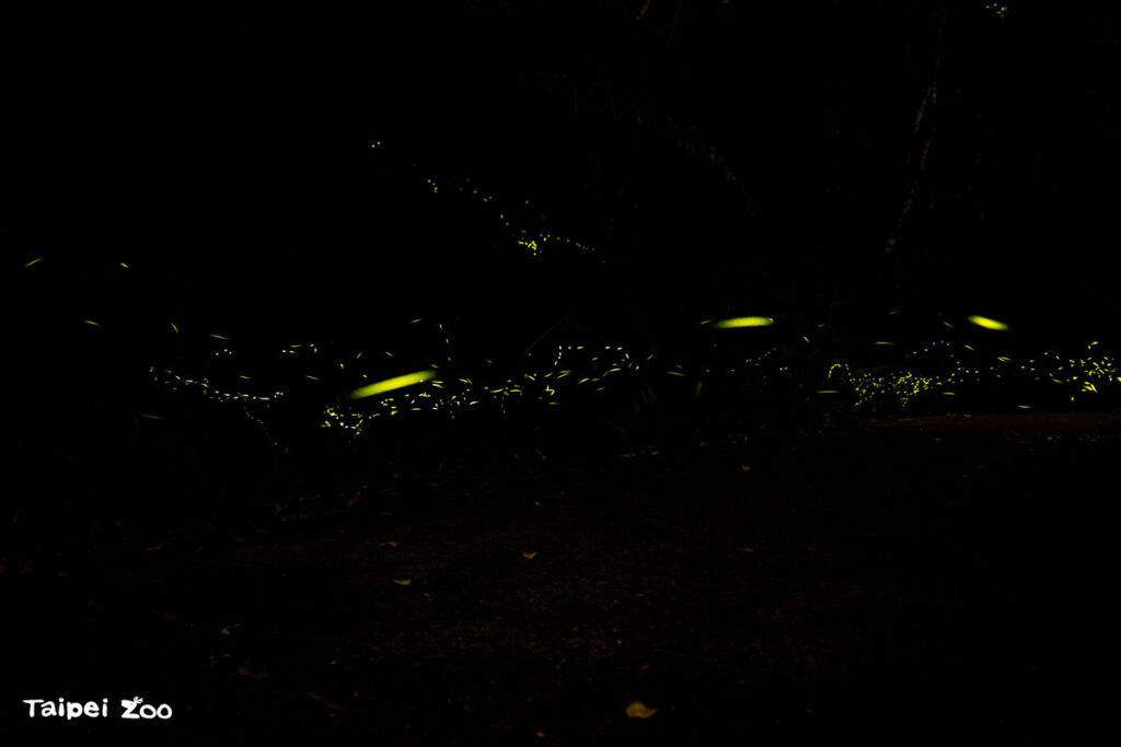 春末夏初賞流螢 臺北動物園「螢光秘境體驗營」3/29開放報名！