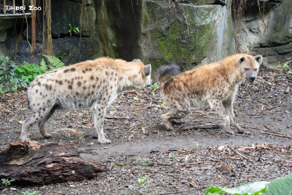 國際鬣狗日 解密斑點鬣狗的「反差萌」日常