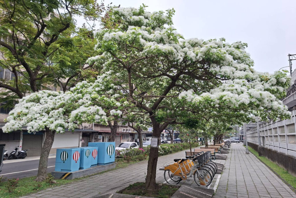 席地野餐賞花趣 內湖風吹雪秘境特報！