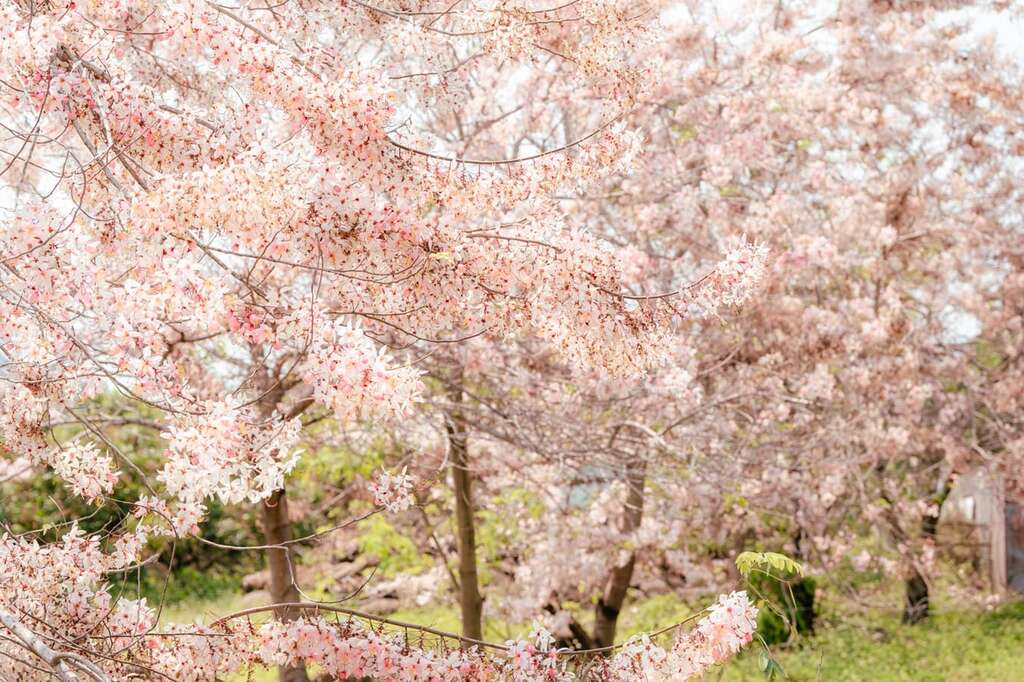 延續花泉熱潮！2026螢光花泉季二部曲登場 春夜追光正當時 梅嶺賞螢真正夯