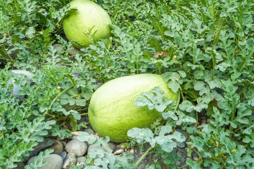 沙脆甜花蓮大西瓜甜蜜登場　五月起陸續上市　邀您共享初夏好滋味 購買請洽官方平台　慎防網路低價詐騙