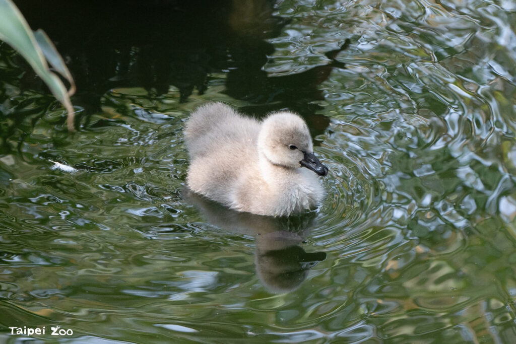 雨林區黑天鵝育幼中！保育員「偷天換蛋」助孵化立奇功