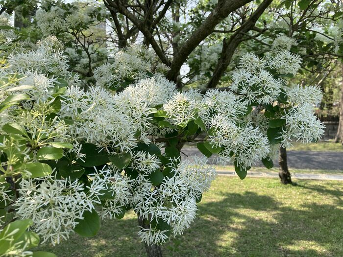 流蘇花開如雪景　北市公園爆發4月賞景點