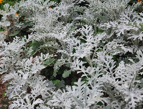 仁愛路換新裝 上演一場春日視覺宴饗!! 加羅林魚木、銀葉菊、五彩石竹正繽紛盛開