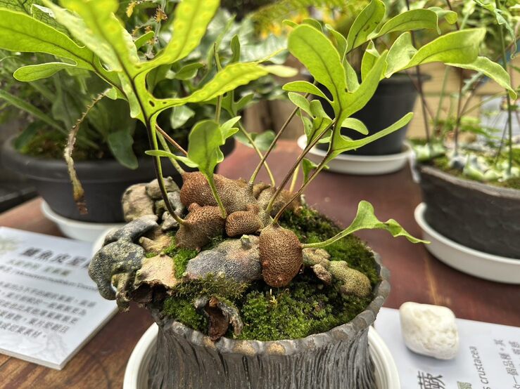 青年公園推台灣蕨類特展 藍蟻蕨異星外型吸睛