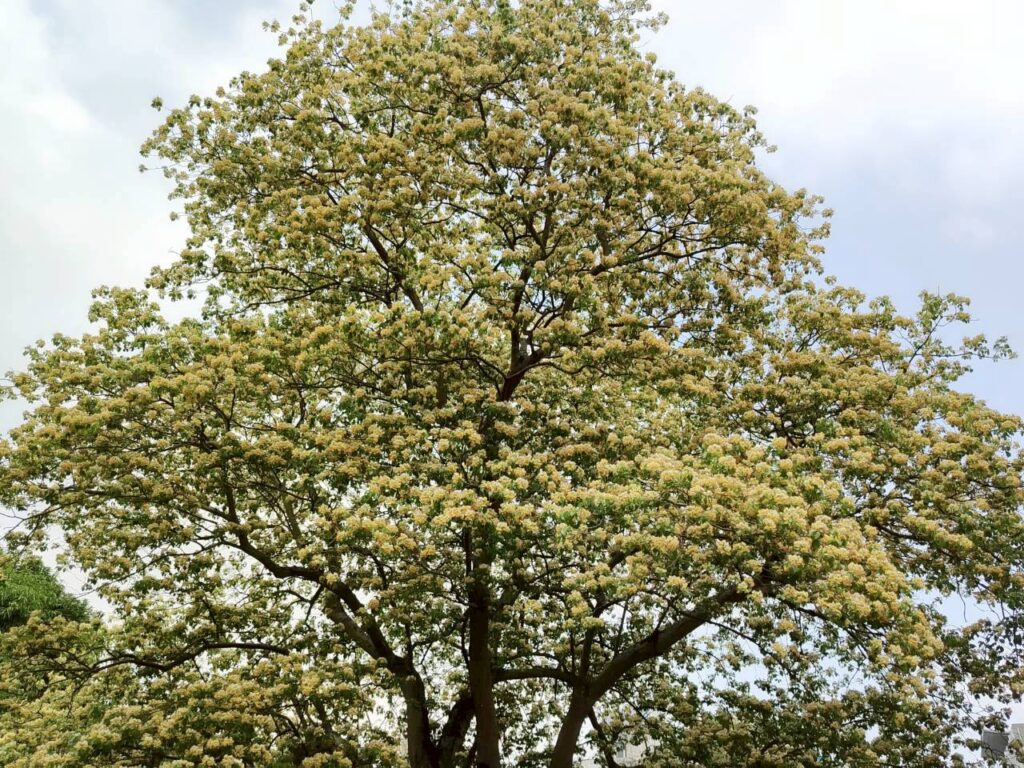尋找加羅林魚木樹王 仁愛圓環、溫州街秘境速報