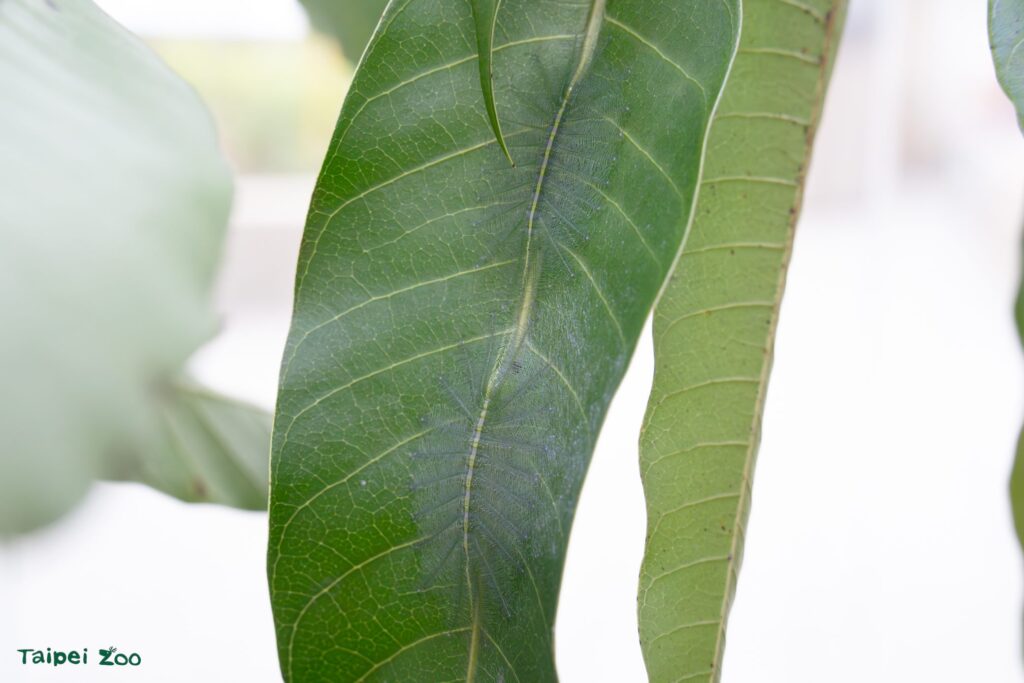 蟲大十八變的毛毛蟲生存術