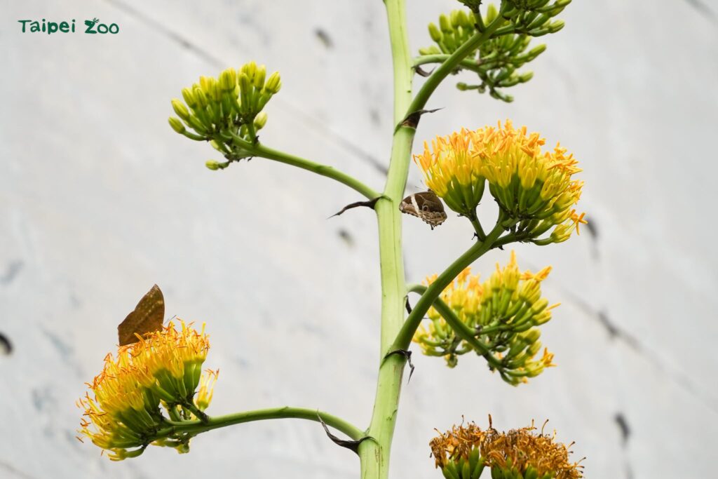 真實的巨大花莖「龍舌蘭」 穿山甲館旁華麗盛開中 真實的巨大花莖「龍舌蘭」 穿山甲館旁華麗盛開中