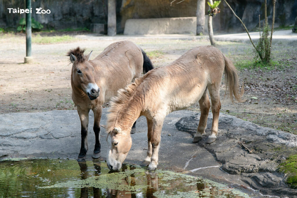 馬力全開！遊動物園響應世界地球日