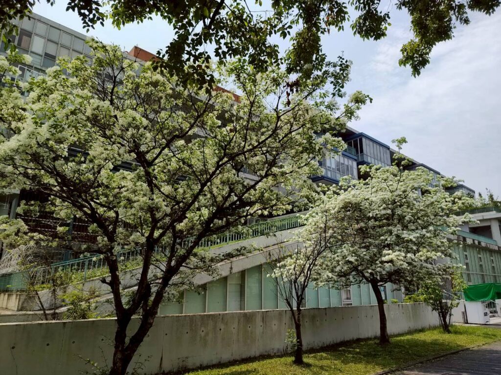 靜賞流蘇飄雪 來場新生南路古圳走讀之旅 靜賞流蘇飄雪 來場新生南路古圳走讀之旅