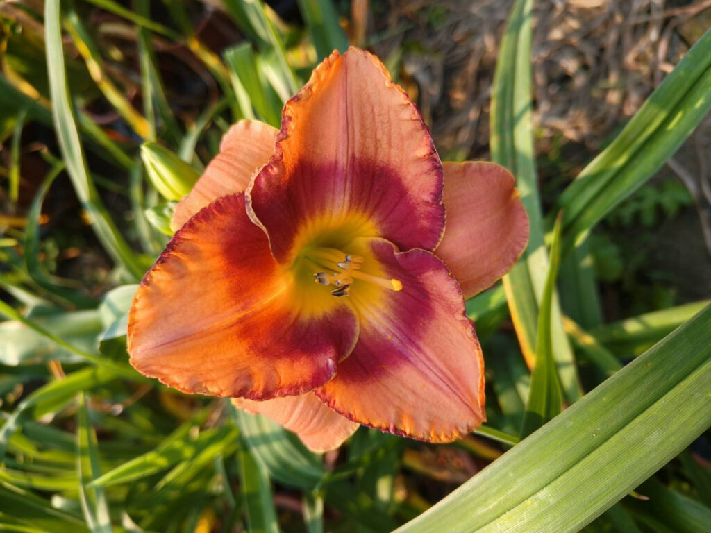 顛覆您想像的金針花 士林官邸邀您細賞