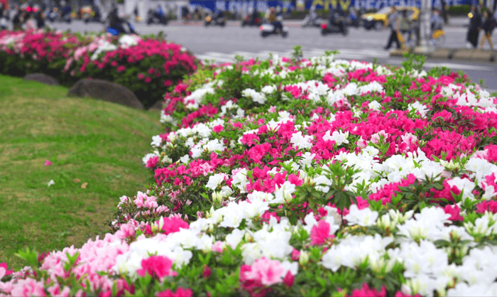 台北杜鵑花季圓滿落幕 ！ 人氣活動持續至4月中旬