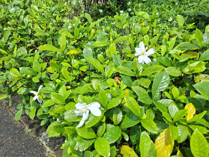 神清氣爽夏日香 圓山園區梔子花綻放無暇白 神清氣爽夏日香 圓山園區梔子花綻放無暇白
